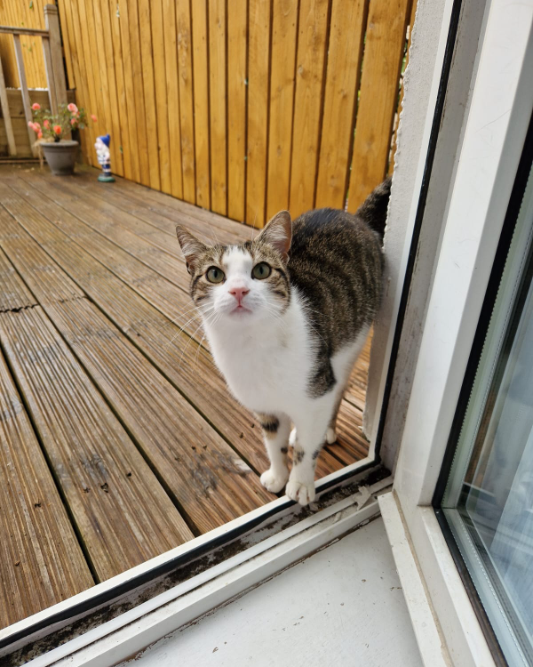 Missing Cat - Gourock