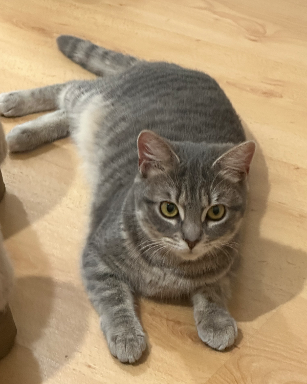 Missing Cat - Inverness