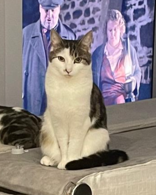 Missing Cat - Harlow