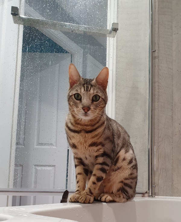 Missing Cat - Malton