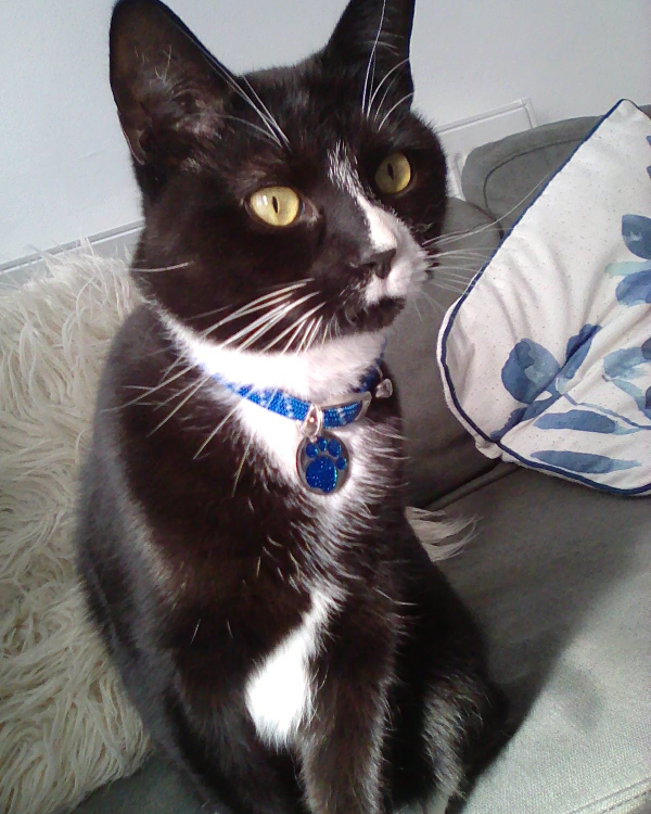 Missing Cat - Upminster