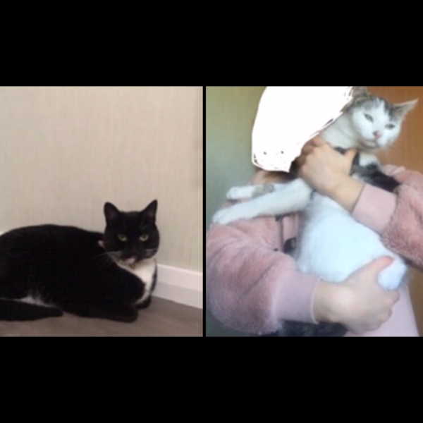 Missing Cat - Coalisland