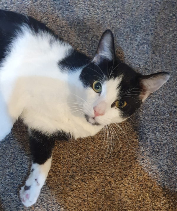 Missing Cat - Kilmarnock