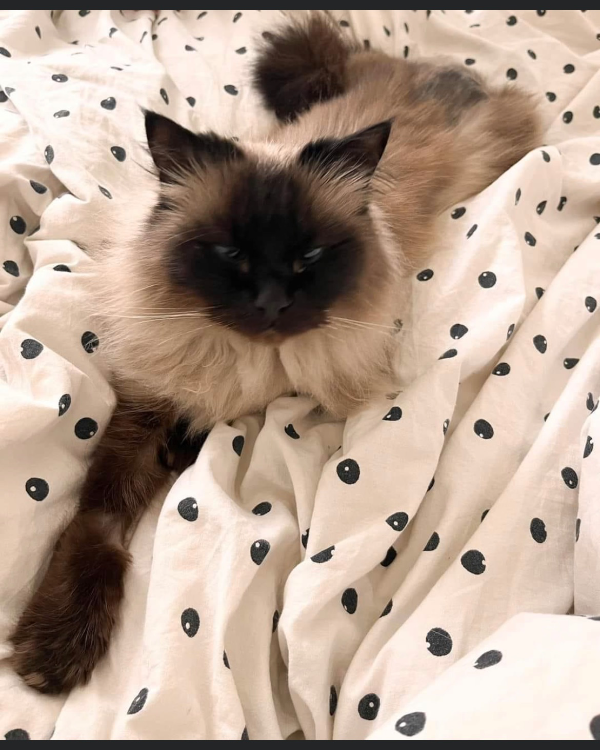 Missing Cat - Newtown