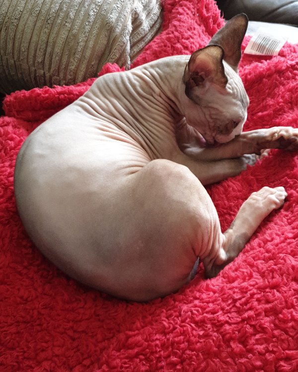 Found Cat - Sutterton