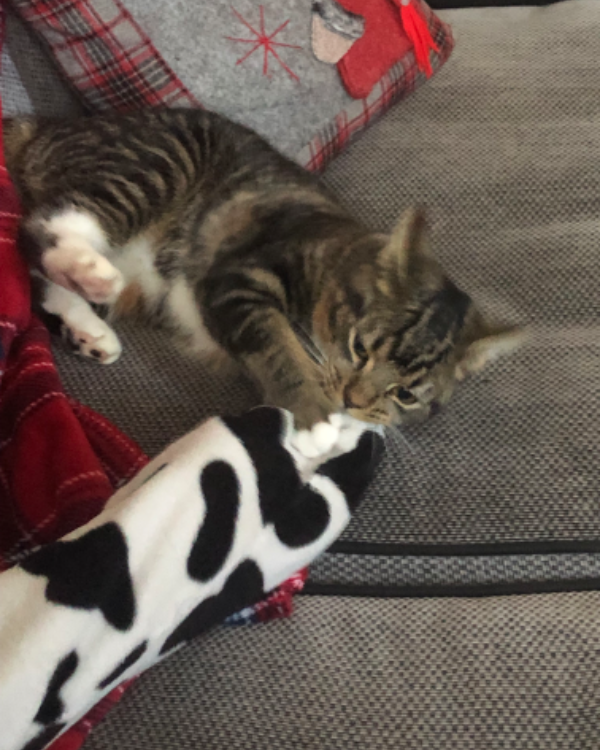 Missing Cat - Dundonald