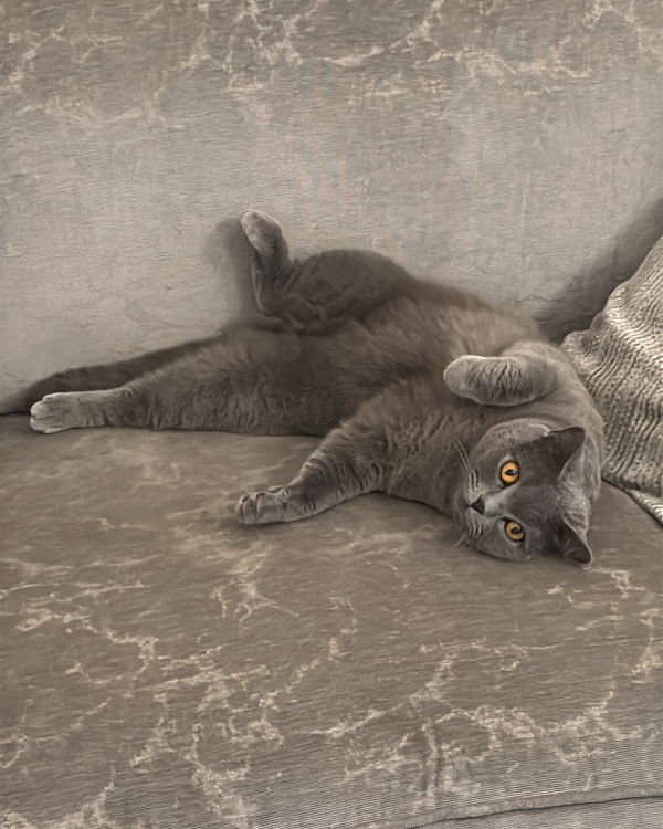 Missing Cat - Port Talbot