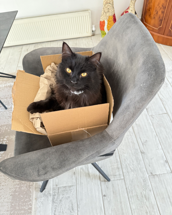 Missing Cat - Barnet