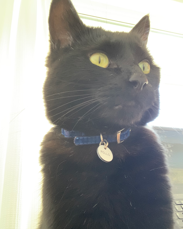 Missing Cat - Llangynog