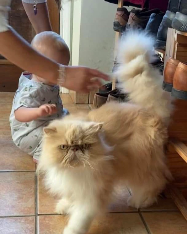 Missing Cat - Northam