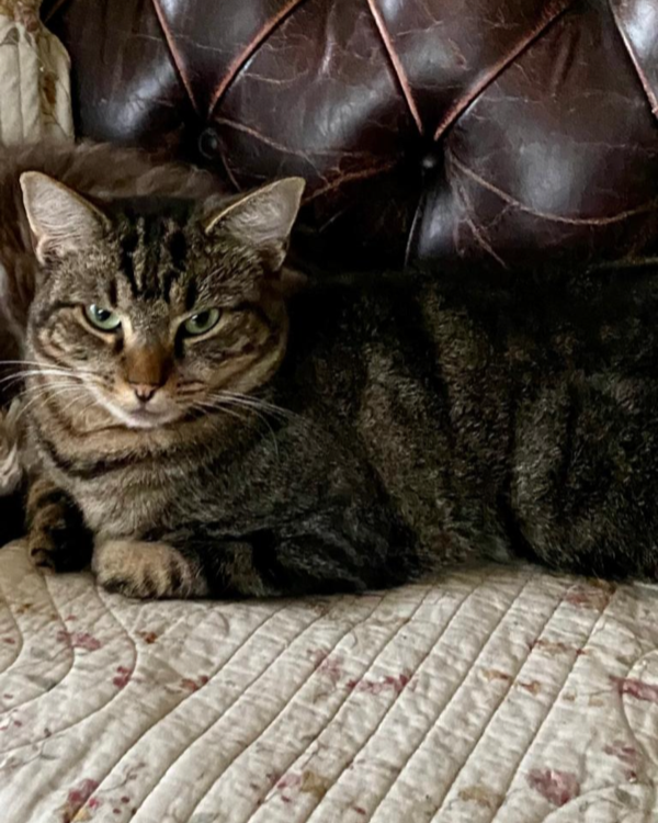 Missing Cat - Combpyne