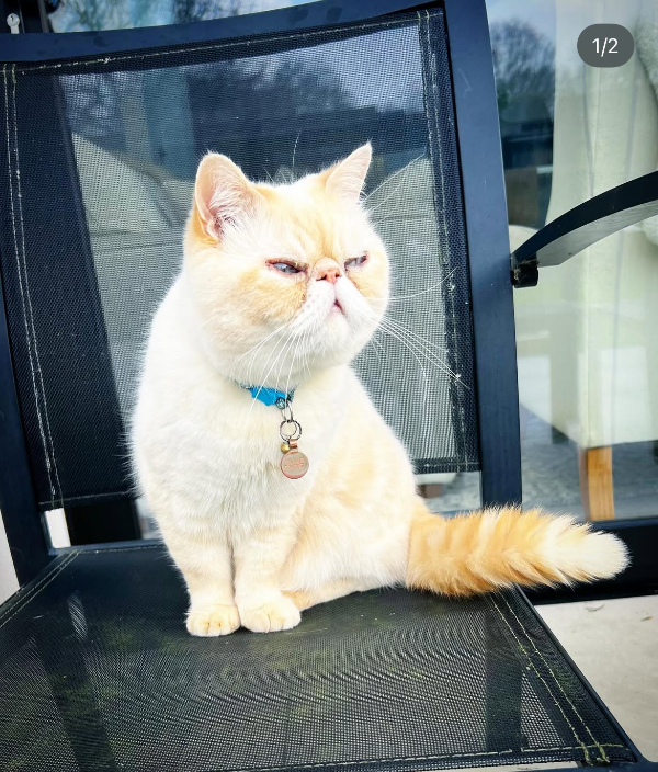 Missing Cat - Southwater