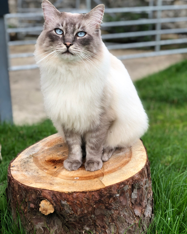 Missing Cat - corwen ll21