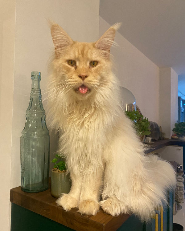 Found Cat - Marchwood