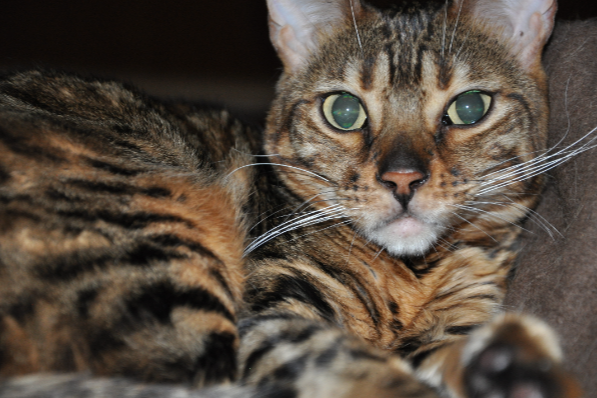 Missing Cat - Kilmarnock