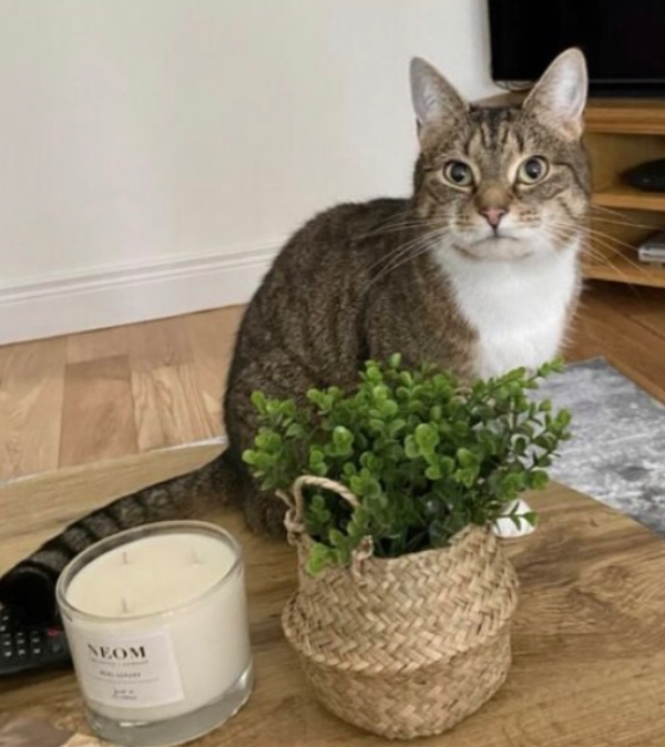 Missing Cat - Ballymena