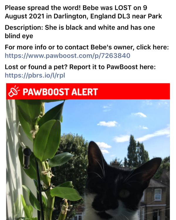 Missing Cat - Darlington