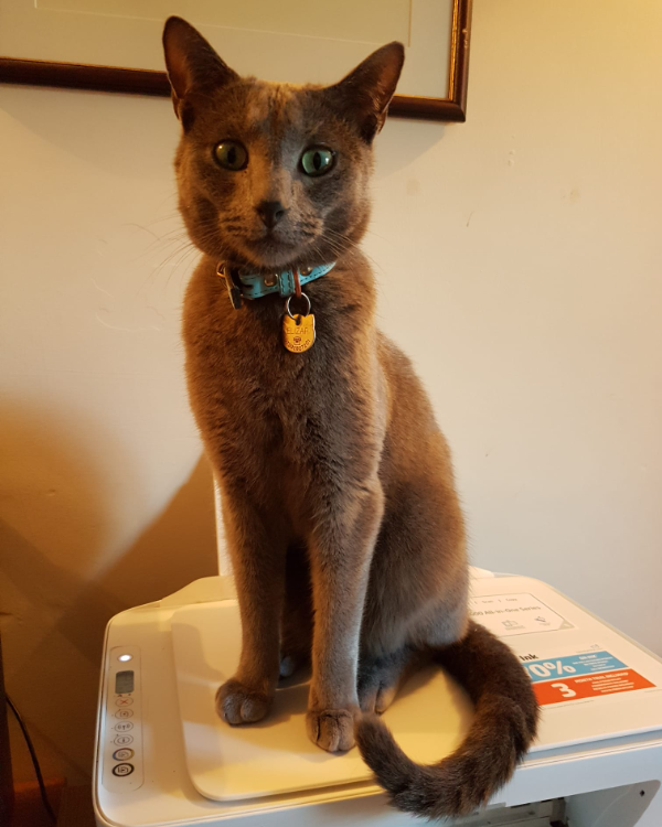 Missing Cat - Ambleside