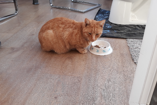 Missing Cat - Shillingstone