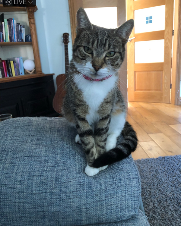 Missing Cat - Bangor