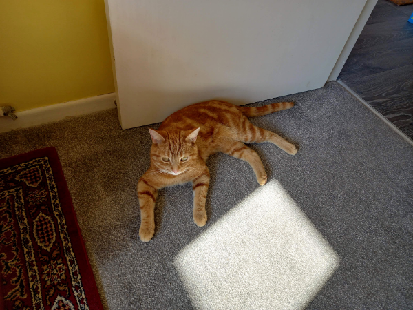 Missing Cat - Lowestoft