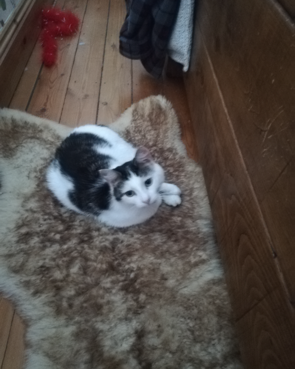 Missing Cat - Osbournby