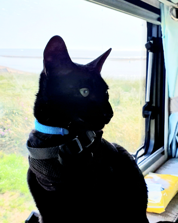 Missing Cat - Bardwell