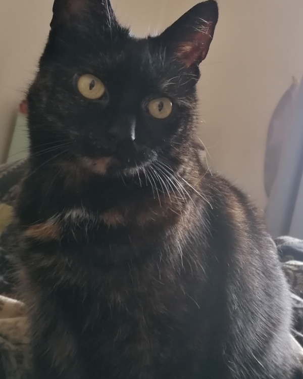 Found Cat - Kingsbridge