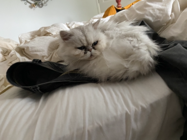 Missing Cat - South Elkington