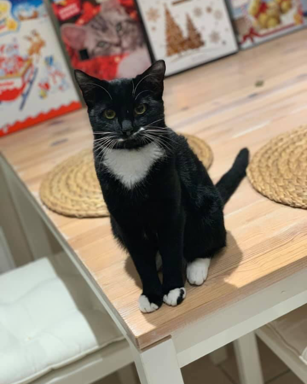 Found Cat - Bayston Hill