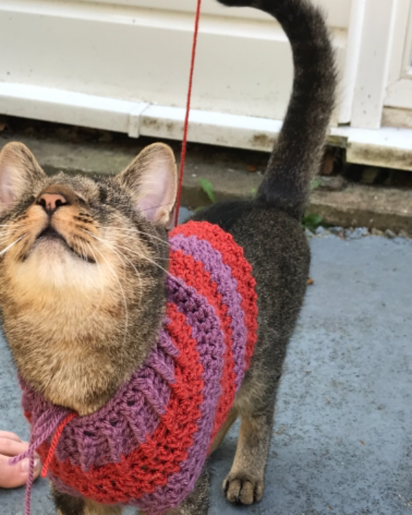 Missing Cat - St Buryan