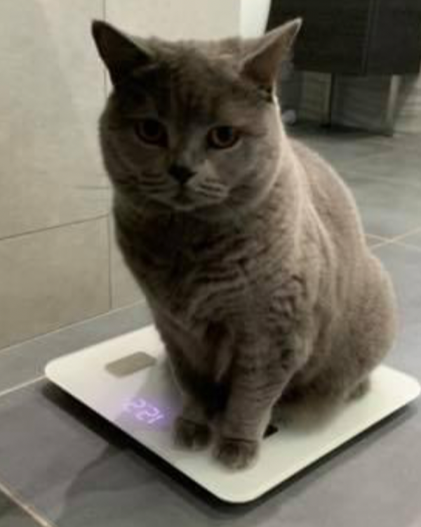 Missing Cat - London