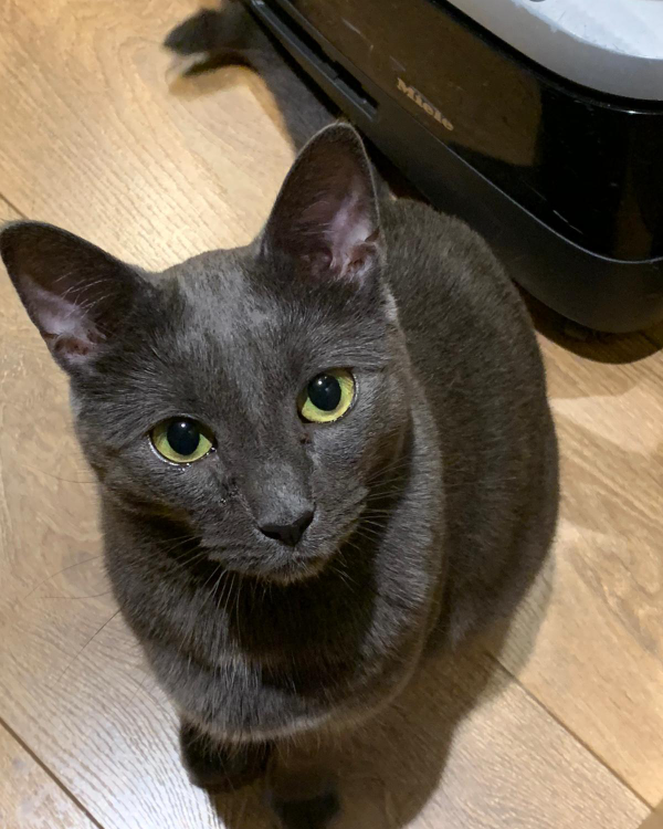 Missing Cat - Sauchie