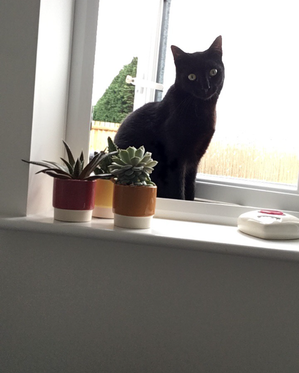 Missing Cat - Aberdeen