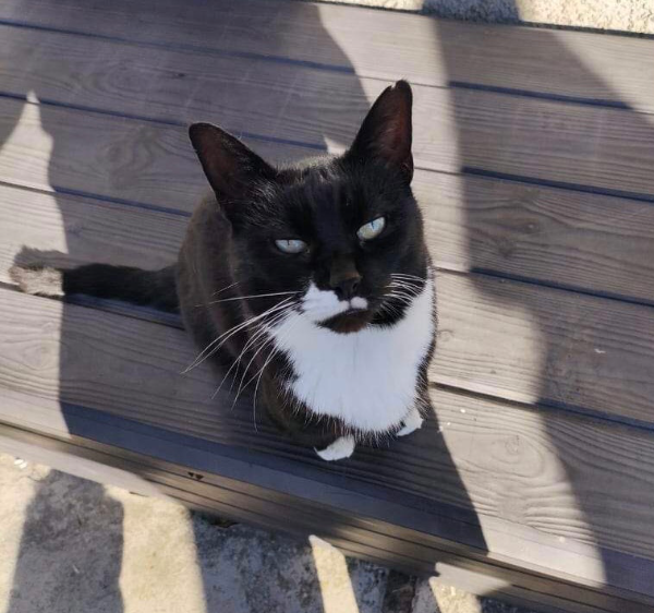 Found Cat - Ardglass