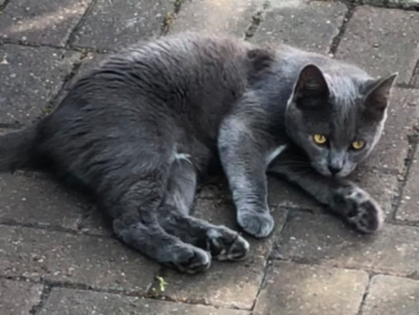 Missing Cat - Brough