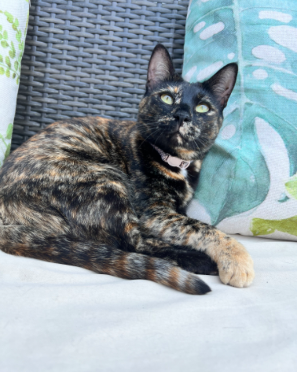 Missing Cat - King's Somborne