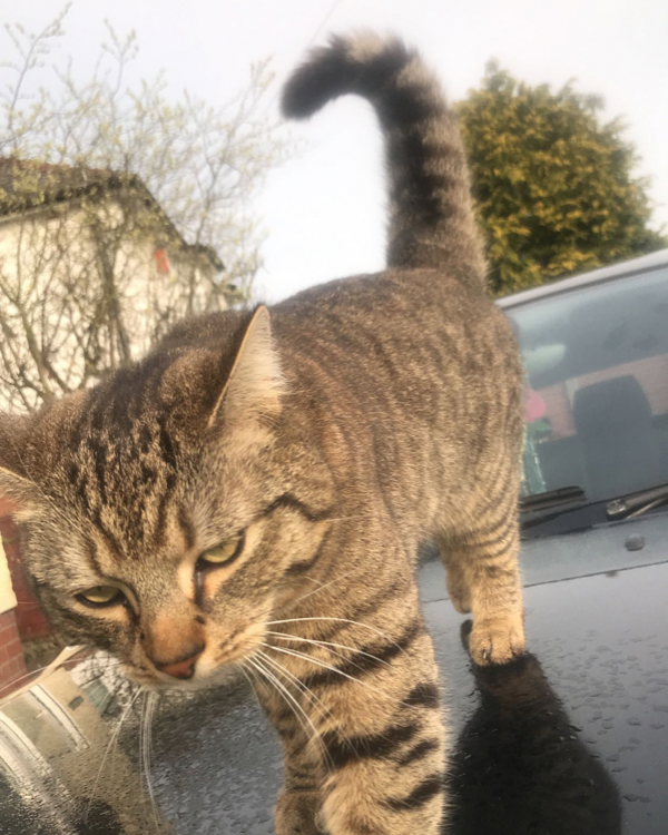 Missing Cat - Carlisle