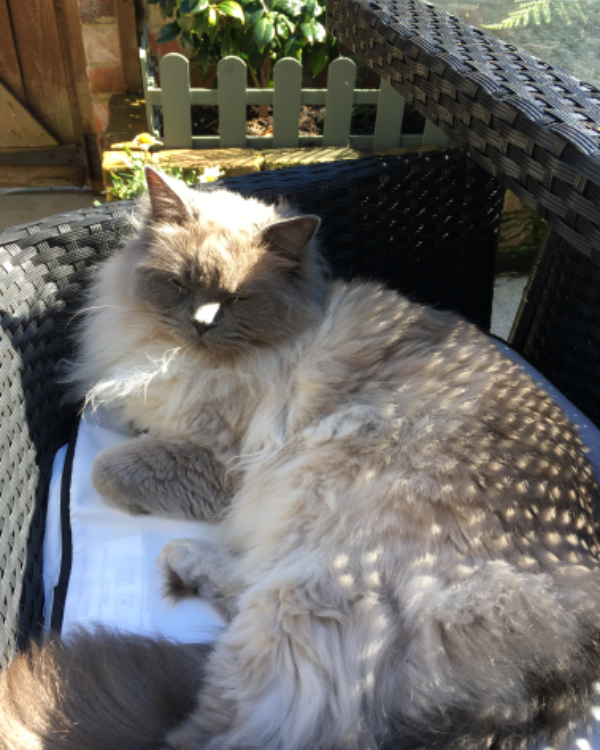 Found Cat - Harrogate