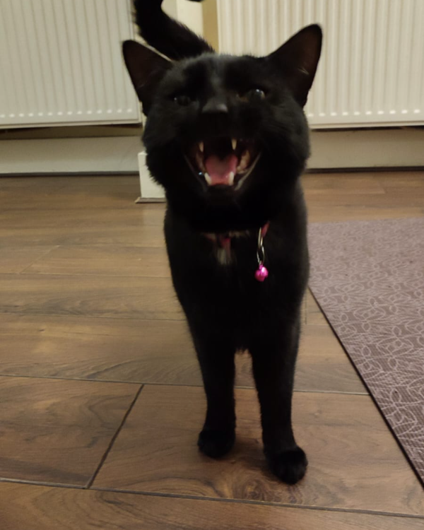 Found Cat - Dingwall