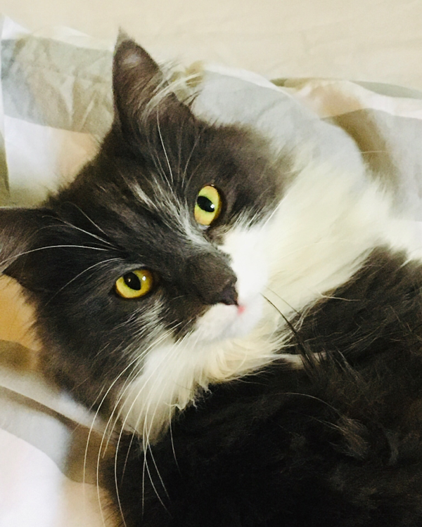 Missing Cat - Coleford