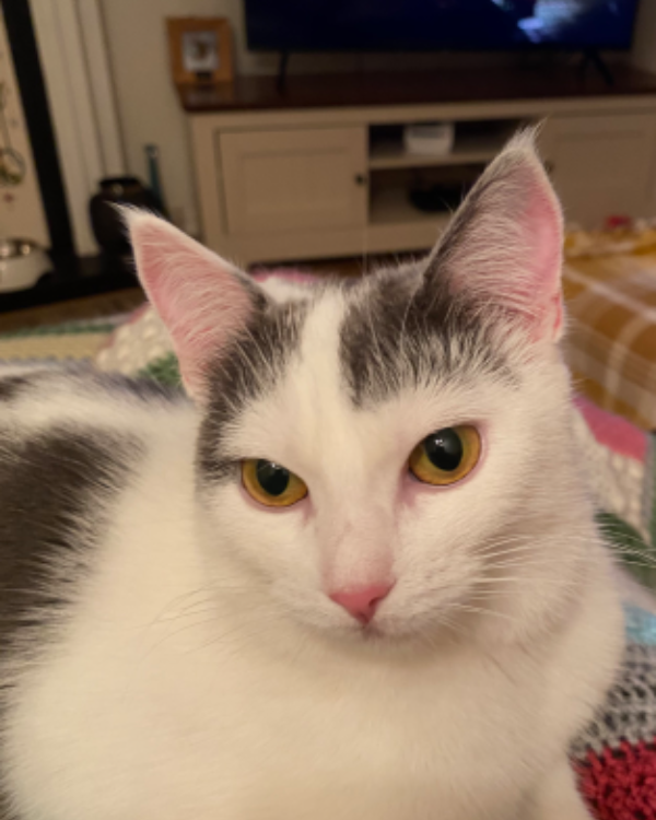 Missing Cat - Portadown