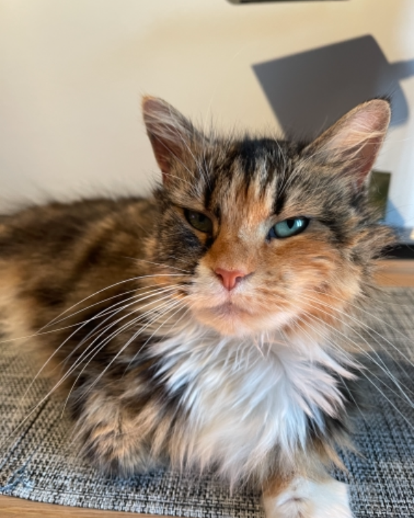 Missing Cat - Grimsby