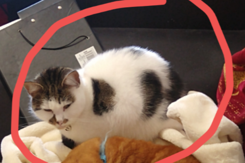 Missing Cat - Bangor