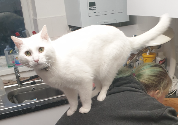 Missing Cat - Tavistock