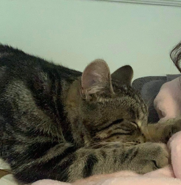 Missing Cat - Bridport