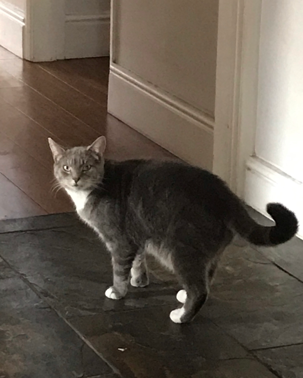 Missing Cat - Epworth