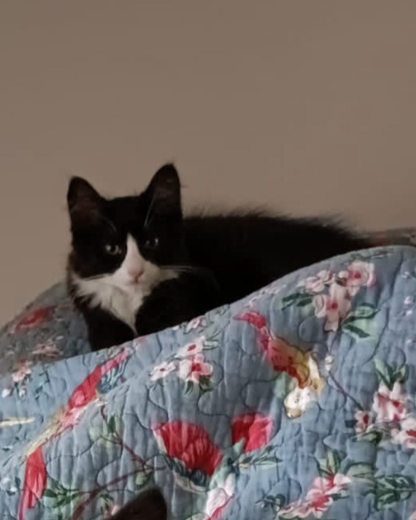 Missing Cat - Yeovil