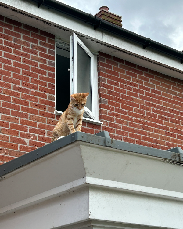 Found Cat - Brent Knoll