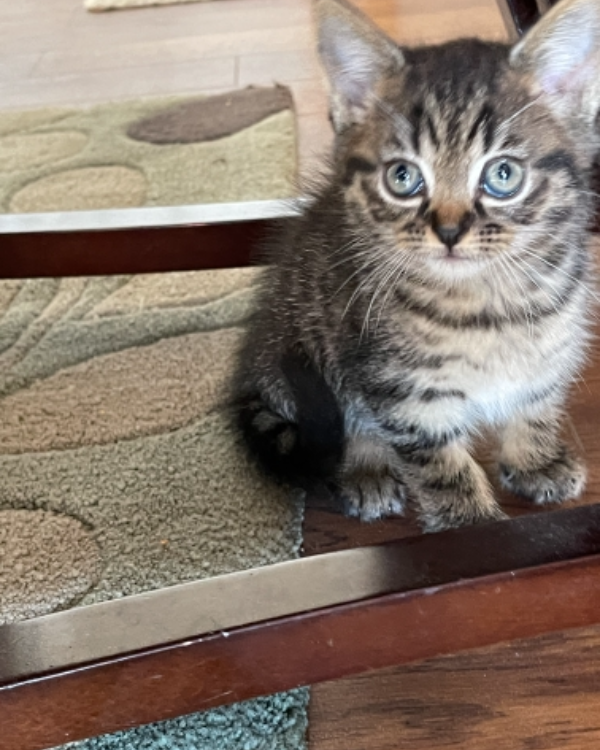 Missing Cat - Aberdeen